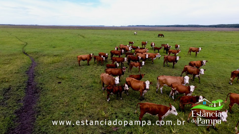 INICIO GADO TOP.00_02_29_10.Quadro035_1dafff7cf2f3c264c710588a8ecf74d3eeeebe3d.jpg